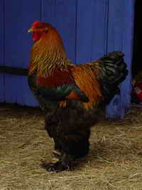 Coq Brahma