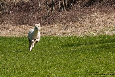 Déryn du Hunt-Cam