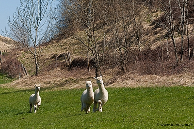 Déryn du Hunt-Cam