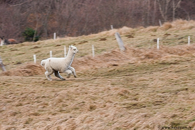 Déryn du Hunt-Cam