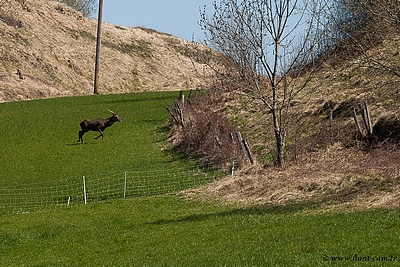 Déryn du Hunt-Cam