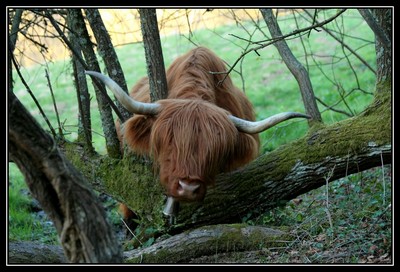 Highland-Cattle