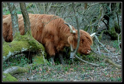 Highland-Cattle