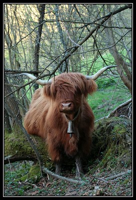 Highland-Cattle