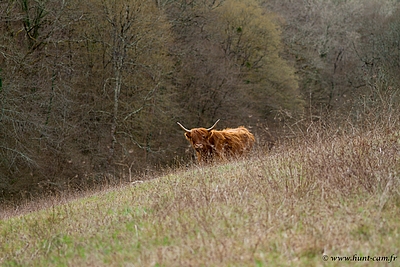 Cerise du Hunt-Cam