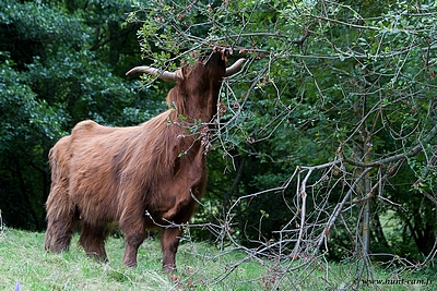 Cerise du Hunt-Cam