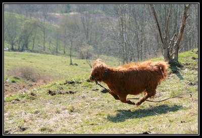 Cerise du Hunt-Cam