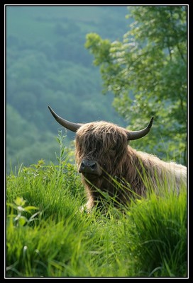 Daihwenn du Hunt-Cam