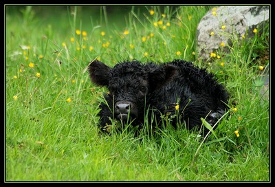 Daihwenn du Hunt-Cam