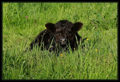 Daihwenn du Hunt-Cam