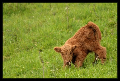 Darjeeling du Hunt-Cam