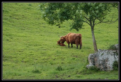 Dywann du Hunt-Cam